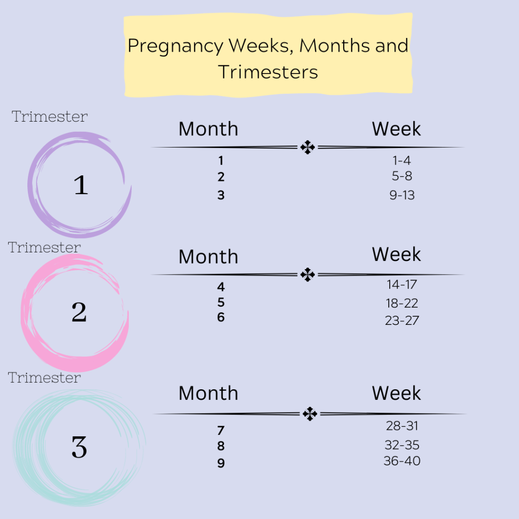 info graph detailing trimester changes