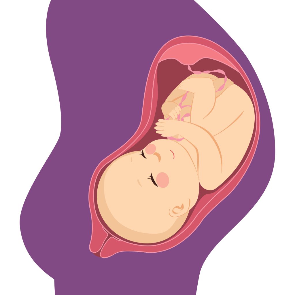 illustration of unborn child in womb